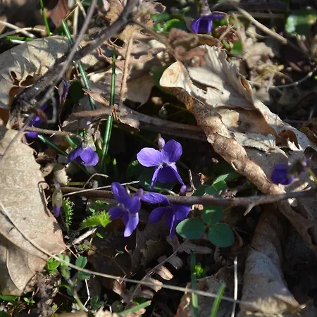 Turizem Shkelzeni 4* Bajram Curri